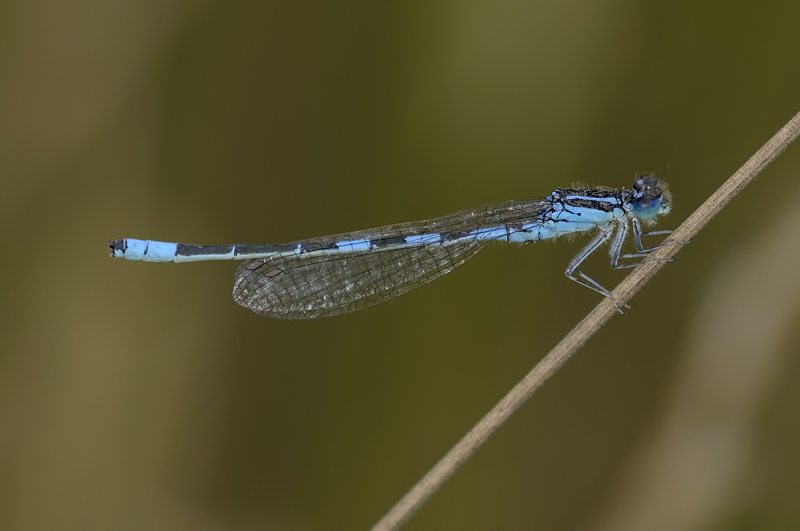 Altre Coenagrion da controllare...